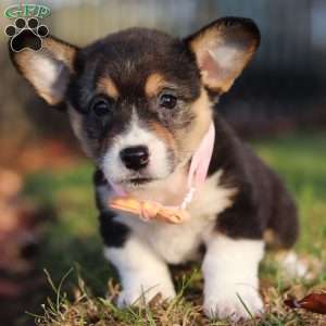 Ruby, Pembroke Welsh Corgi Puppy